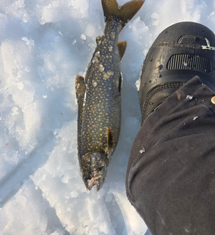 Beautiful Maine lake trout with distinctive spotted pattern.