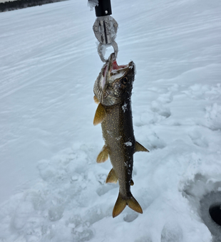Fresh Maine lake trout pulled through the ice!
