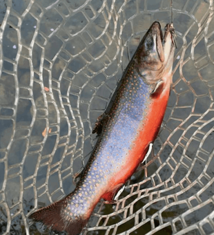 Trout Fishing-Premier Brook in Sebago Lake