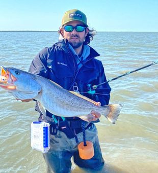 Loot at this massive speckled trout!