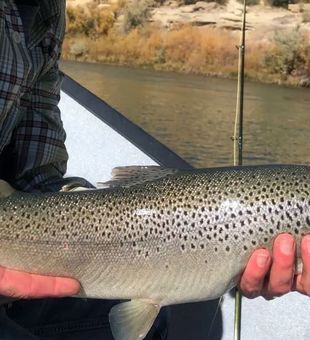 Hooked a Nice Trout in San Juan River