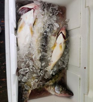 Lake Erie walleye bite is on!