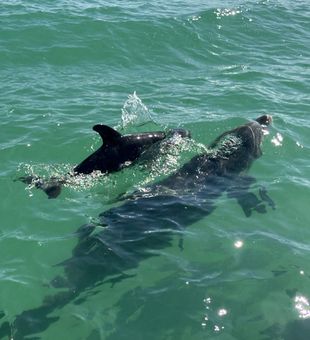 Key West flats fishing vibes.