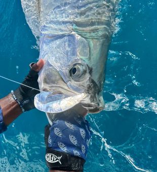 Tarpon fishing in Key West.