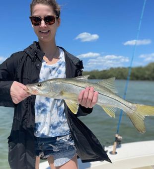 Reeled a Snook in St. Petersburg, FL