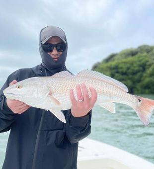 Redfish in St. Petersburg, FL