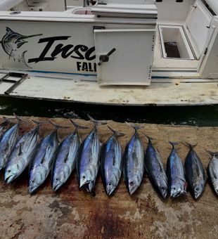 Falmouth fishing starts here.