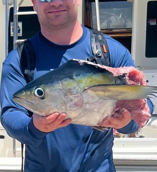 Fresh yellowfin tuna from Falmouth waters!