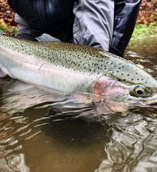 Rainbow trout making a splash!