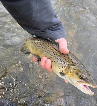 Lake Erie trout—pure excitement!
