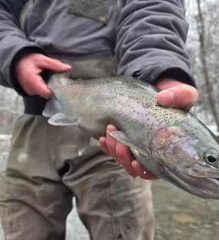 Trout fishing success in the Lake Erie Watershed near Angola, NY