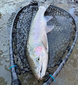 Fresh catch from the Lake Erie Watershed—trout fishing in Angola, NY