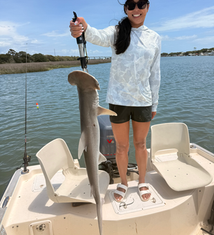 Charleston bonnethead shark shows off its impressive size!