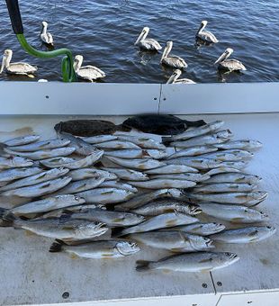 Speckled trout and a few Flounders stack - Orange Beach, FL.