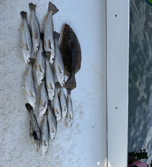 Sweet meat from little fishes - Orange Beach, FL.