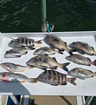 Reeled in a variety of fish species while using diverse angling techniques in Sebastian, FL.