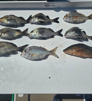 Blasted today with a mixed bag of Snappers and Grunts under clear skies!