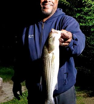 Hooked a striper beauty at Lake Anna today!