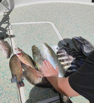 Stacked and colorful – an impressive inshore catch
