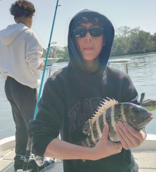 Focused with sheepshead – bold and striped!