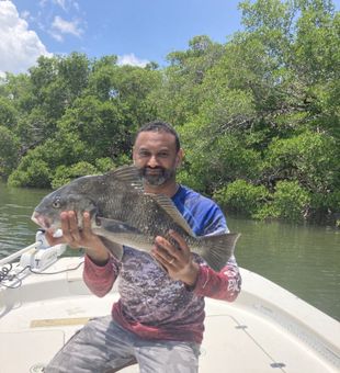 Black Drum - St. Petersburg, FL.