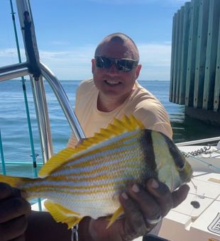 Stunning Pork fish! - St. Petersburg, FL.