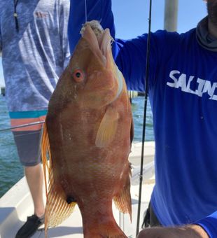 Hog Fish  - St. Petersburg, FL.