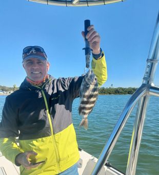 Sheepshead reeled in! - St. Petersburg, FL.
