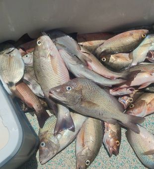 Looking for the best Tampa Bay inshore fishing experience? Spend the day casting along grass flats, mangroves, and oyster bars with a local guide who knows where the fish are biting.