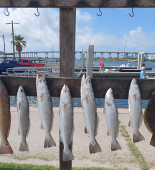 Loaded lineup of redfish, trout, and flounder!