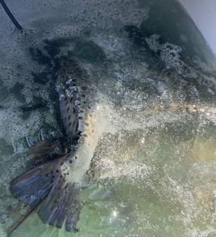 Reeling in the best fishing action at the island!