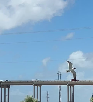 Casting for the best catch in Corpus Christi TX!