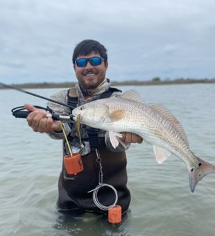 Red fish hooked -Agua Dulce, TX.