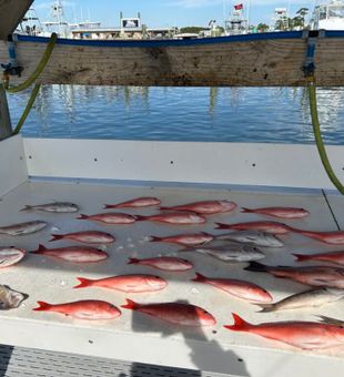 Fishing In Orange Beach AL