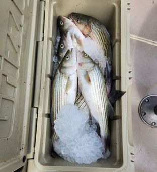 Adventure and fishing on Chesapeake Bay