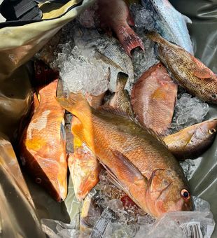 Cruise beyond the coastline and discover why offshore fishing near Humacao is a must-do adventure during your Puerto Rico vacation.