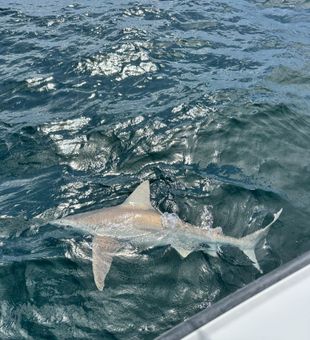 Powerful shark action on the water today!