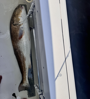 Hooking a redfish in the clear waters off Manteo!