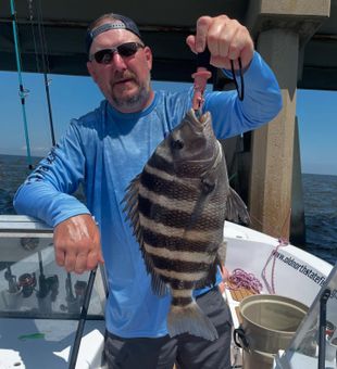 Big sheepshead caught near Hatteras