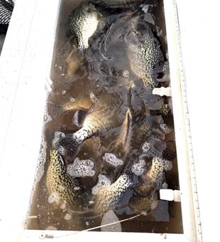 Fresh catch ready for the table in Pittsburg MO!