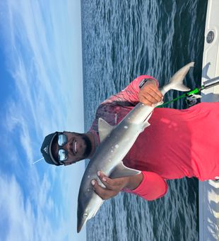 Atlantic Sharpnose make excellent table fare!