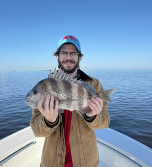 Sheepshead stacked up on the structure