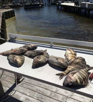 Dive into an exciting fishing experience in Destin