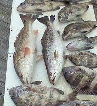 Orange Beach fishing charters, AL