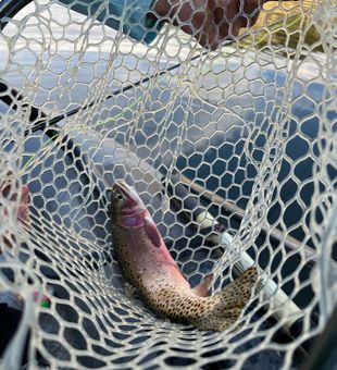 Utah Fishing For Rainbow Trout
