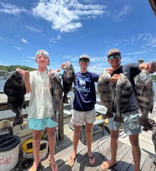 Big sheepshead haul under blue skies!