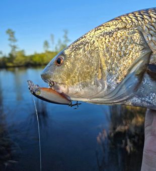 Perfect catch in Morehead City waters!