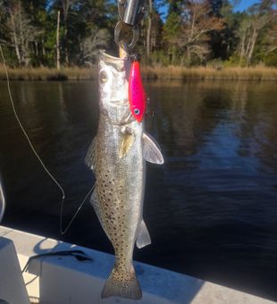 Beautiful speckled trout from Morehead City waters!