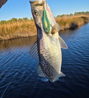 Morehead City, NC - Clean Trout Catch in the Morning! 
