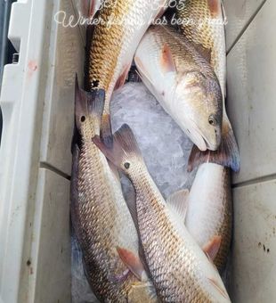 Redfish Fishing Haul In Texas